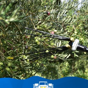 OPERAIO AGRICOLO PER RACCOLTA OLIVE
