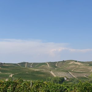 Vendemmia