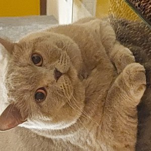 Colf e assistenza animali domestici
