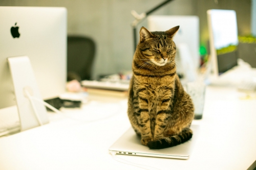 Foto Animali in ufficio: sempre più aziende in Italia diventano pet-friendly