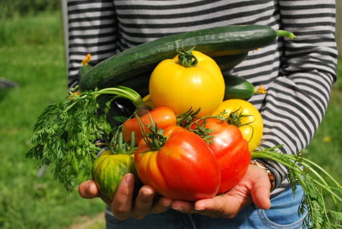 Foto Digitalizzazione del settore agroalimentare: nuove sfide e opportunità di lavoro