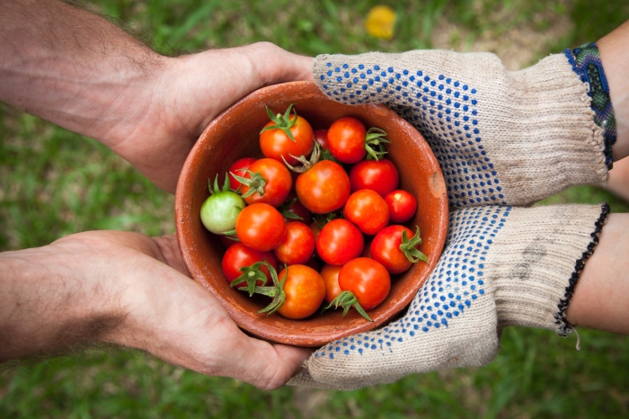 Foto Ritorno all'agricoltura: il lavoro nei campi è sempre più richiesto